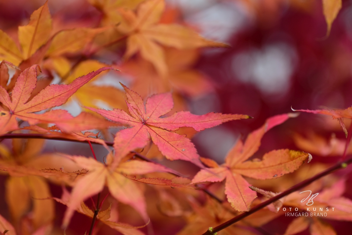 Coaching / Paarcoaching